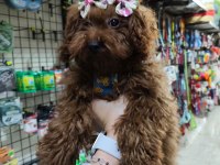 Toy poodle köpekler