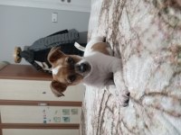 Acil sahiplendirilecek jack russell