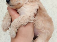 Poodle Kayısının En Tatlı Tadı
