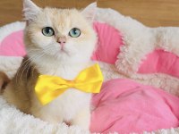 Scr li anne babadan golden ny12 Britşsh 