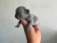 EXOTİC FRENCH BULLDOG YAVRULARIM REZERVEYE AÇIKTIR
