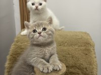 Yakışıklı British Shorthair Prenslerim
