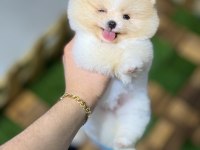 Tecup pomeranian boo yavrular