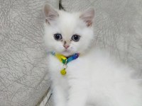 British longhair ACİL ilan