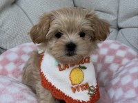 BABY FACE YÜZ YAPILI MALTİPOO YAVRULAR