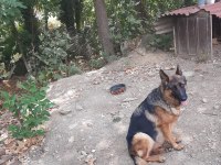 Mükemmel Eşleşme Alman Kurdu
