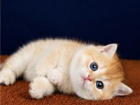 British shorthair ve longhair golden yavrular