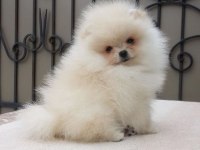 Üst kalite pomeranian ayı surat yavrularımız