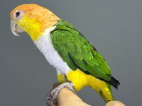 Maskot Dans eden Evcil Oyuncu Caique Papağanı