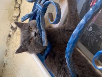 Güzel british shorthair