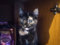 2.5 AYLIK GÜZELLİK KEDİMİZ YUVA ARIYOR