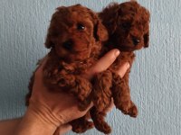 Kore red brown poodle yavrular