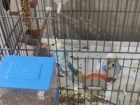 Hazır kurulu muhabbet kuşu takım açıklamayı oku
