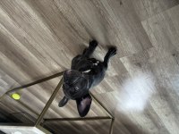 Yavru french bulldog