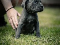 Cane Corsa A Kalite Anne Baba SCR Tüm İllere Gönderim