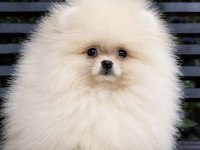 Pomeranian Boo Sağlıklı