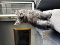 Xxl şampiyon baba maine coon yavruları
