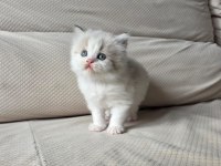 Özel Olmak İsteyenlere Ragdoll Yavrular