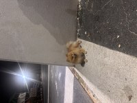 Pomeranian Boo Erkek
