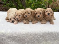 Aşılı Orjinal Maltipoo
