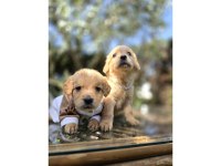 Golden retriever 2 aylık Yavru