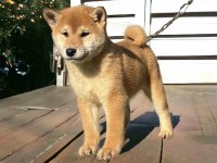 Shiba İnu yavrular