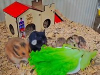 Yavru hamster