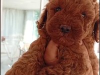 Toy Poodle Yavrumuz Irk Ve Sağlık Garantili