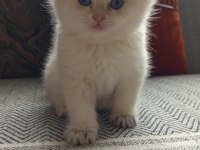 Beyaz scottish fold kedimiz