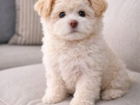 Maltese terrier erkek
