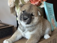 Shiba Inu Yavrular Ailesini Bekliyor
