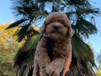 Kore Maltipoo