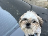 Safkan Dişi Shih Tzu