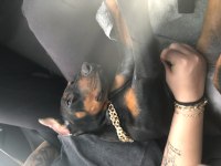 4 AYLIK DİŞİ DOBERMAN