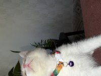 20 günlük scottish fold yavrular rezerve
