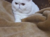 Şampiyonlar şampiyonu exotic shorthair NİKOLAS