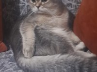 Oyuncu 6 aylık british shorthair
