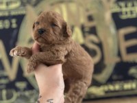 Toy Poodle Köpeği Yavrularımız