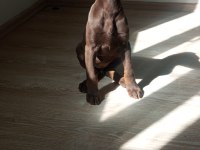 DOBERMAN KIZIL YAVRU