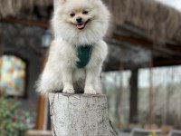 Oyuncu Eğitimli Bir pomeranian
