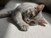 Pişu British Shorthair Kızımız