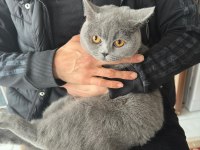BRİTİSH SHORTHAİR KEDİMİZE ACİL YUVA ARANIYOR