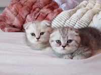 1.5 aylık sağlıklı ve oyuncu scottish fold yavrular