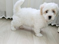 Maltipoo yavru