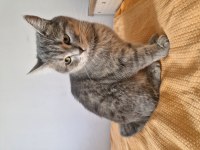 British shorthair kırma kedimiz