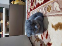 Enerjik kedi scottish fold