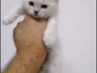 British Shorthair Yavrularımız Irk Ve Sağlık Garantili