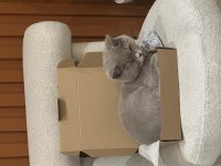 KEDİMİZE ÖMÜRLÜK YUVA ARANIYOR