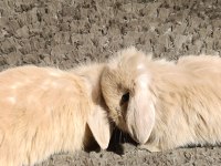 Hollanda Teddy lop tavşanı