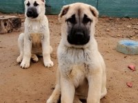 Satılık orjinal kangal yavruları